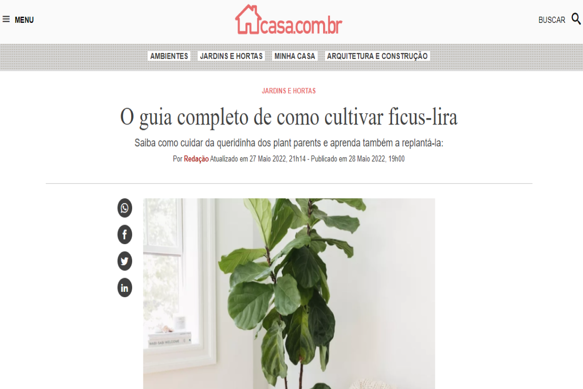 Publicação do site casa.abril.com.br sobre o cultivo de ficus-lyrata - Imagem portal Abril