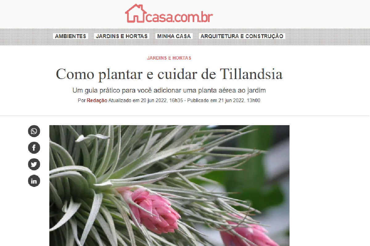 Reportagem de Tillandsia - Reprodução Site Casa Abril