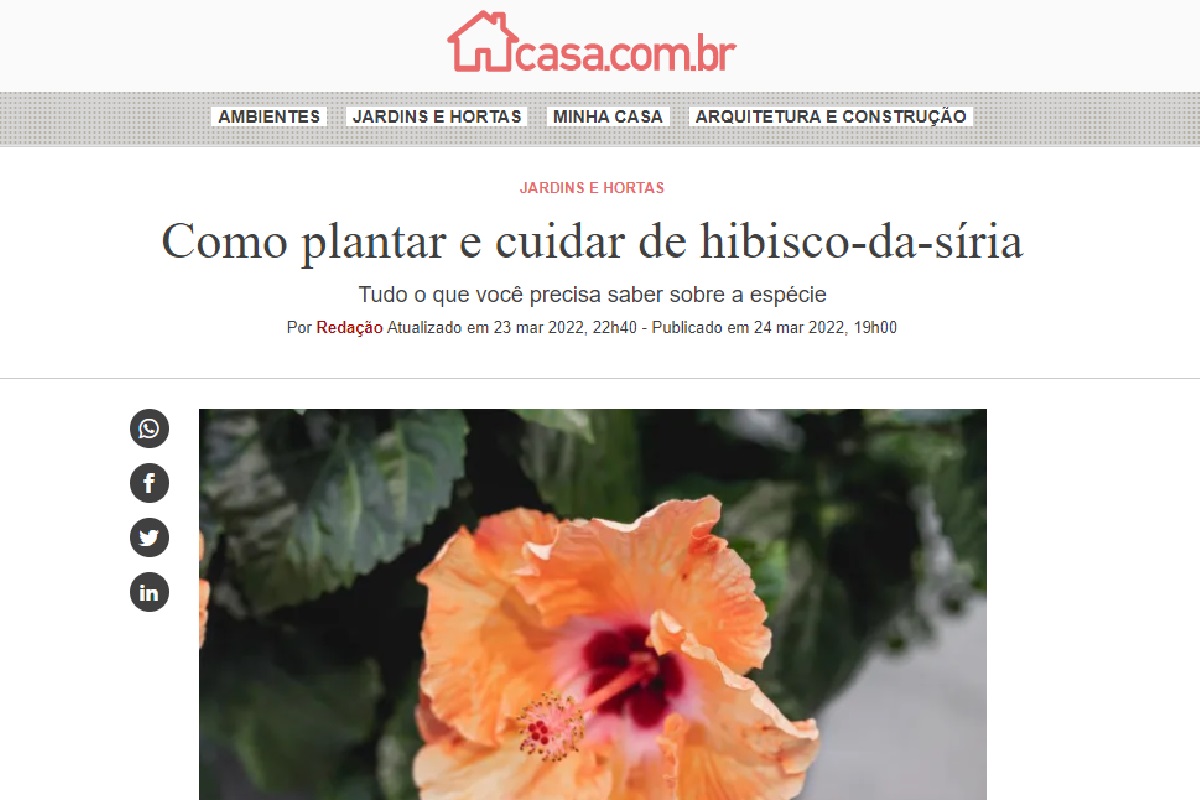 Reportagem hibisco-da-síria (Foto: Reprodução site da Abril)
