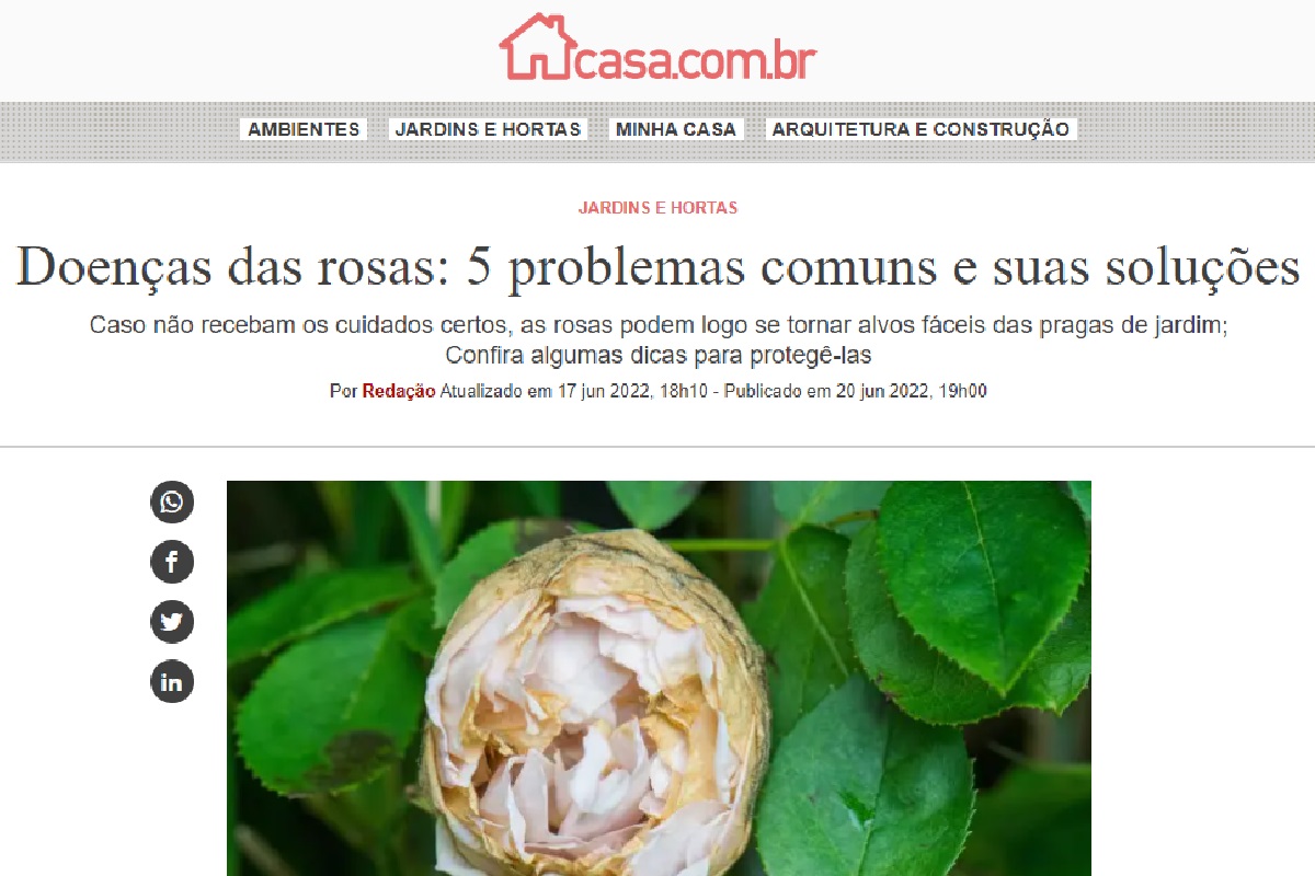 Reportagem sobre as doenças das rosas - Reprodução Site Casa da Abril