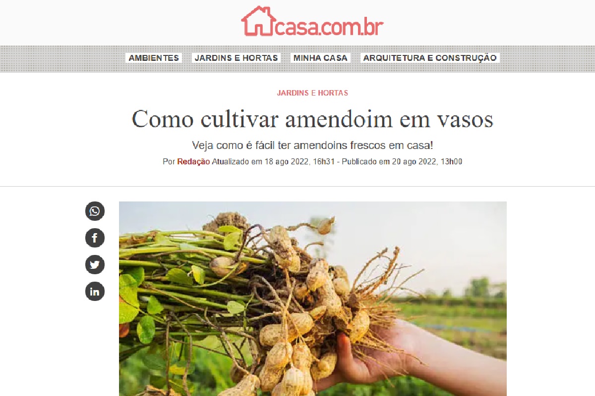 Reportagem sobre cultivar amemdoins em vaso Foto: Reprodução site Abril