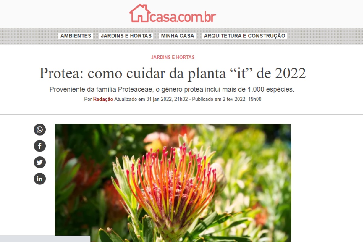Reportagem sobre protea (Foto: Reprodução site da Abril)