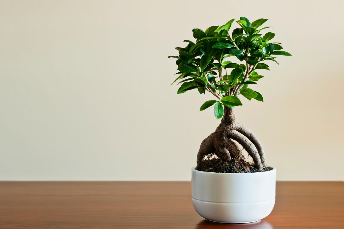 Bonsai de Ficus (Reprodução Canva Pro) 