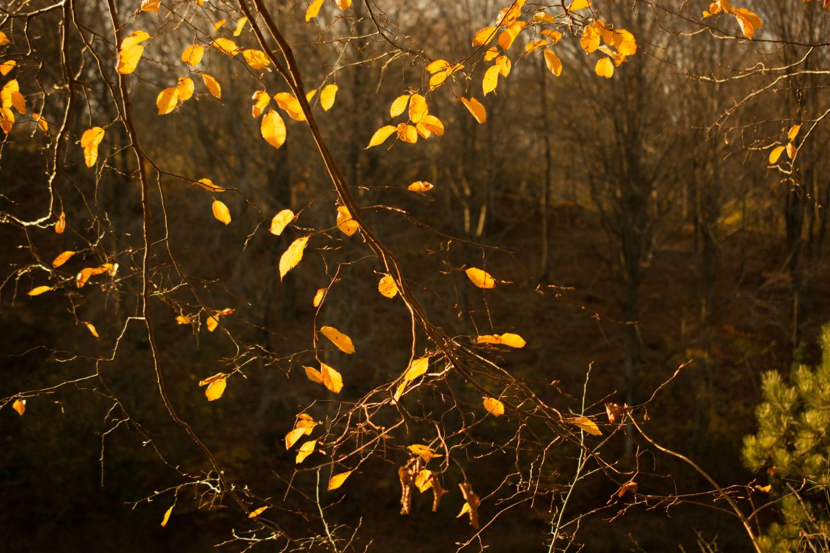 Folhas amareladas (Reprodução Canva Pro) 