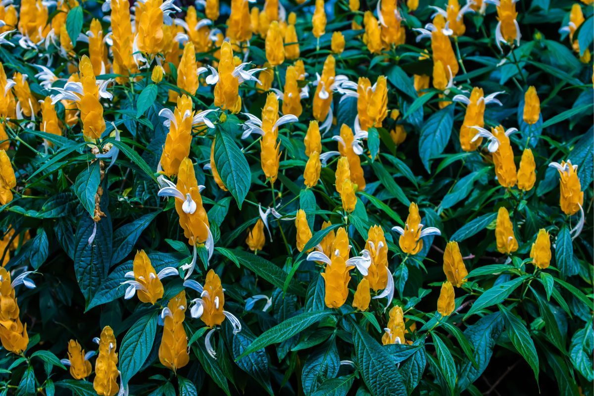 Camarão-amarelo: a planta que atrai beija-flores; veja como cultivar -  Portal Atualizei