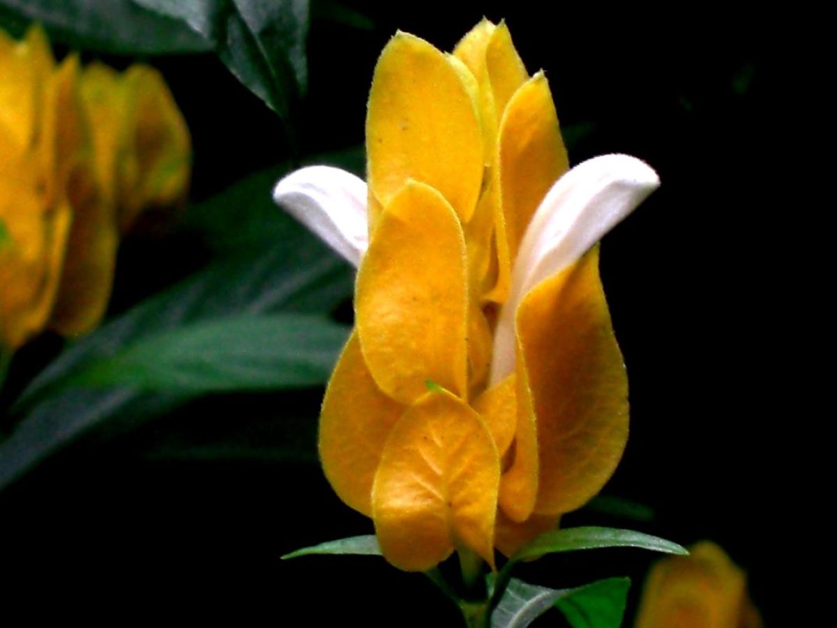 Camarão-amarelo: a planta que atrai beija-flores; veja como cultivar -  Portal Atualizei