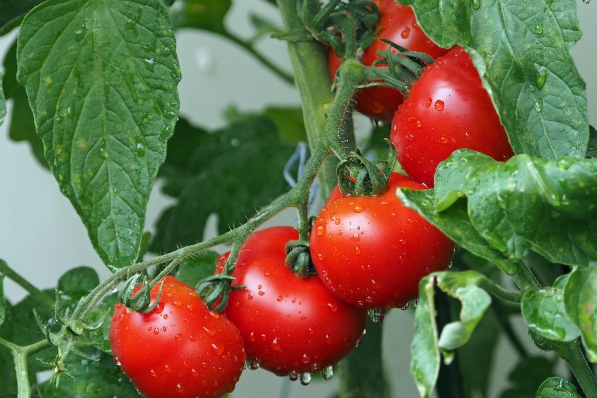Erros ao cultivar tomate (reprodução Canva Pro)