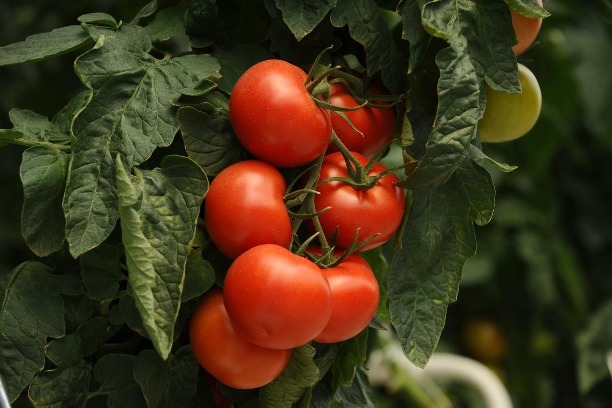 Erros ao cultivar tomate (reprodução Canva Pro) 