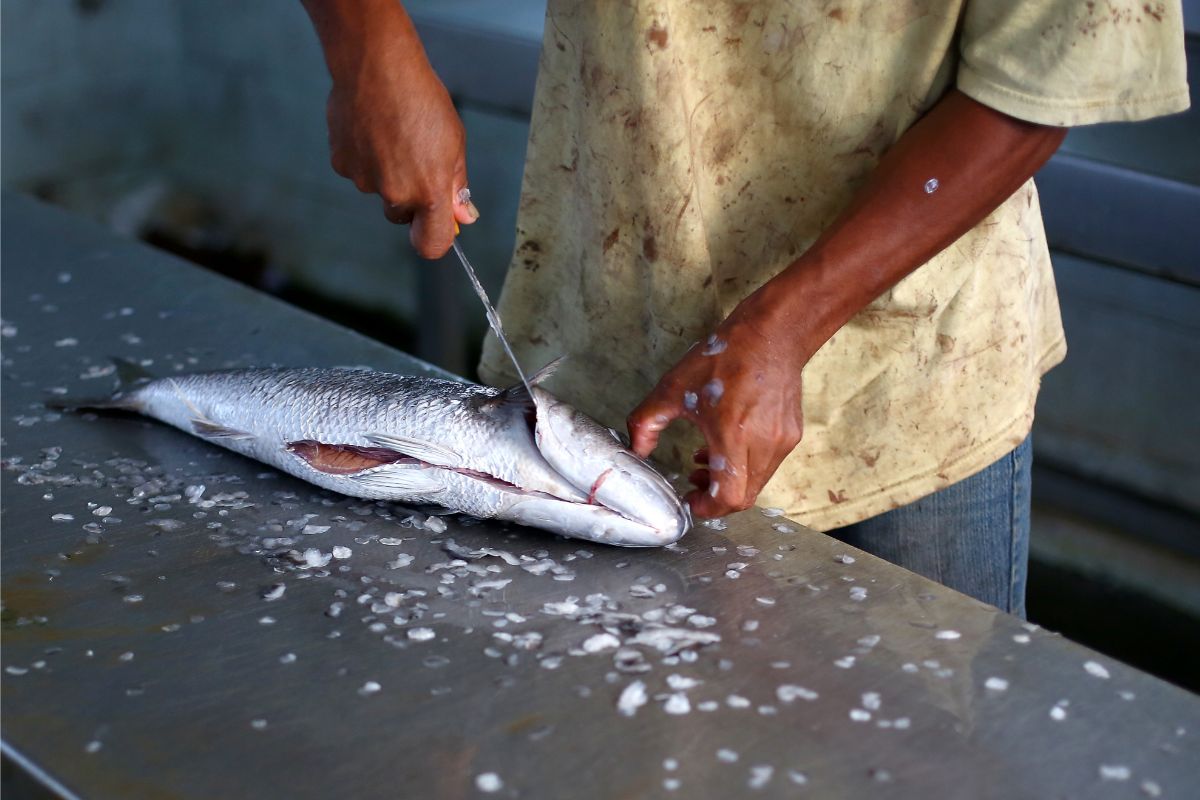 Cozinha prática: 3 formas de descamar peixe rápido, confira - Reprodução Canva