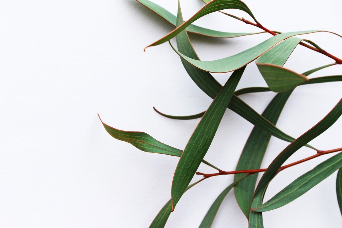 A folha de eucalipto é cheia de benefícios para a saúde; conheça alguns e como usar no seu dia a dia - Imagem: Pixabay