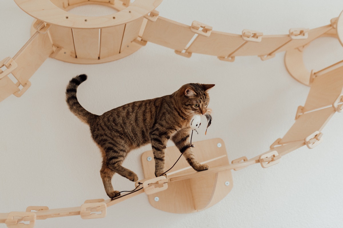 Faça você mesmo! Aprenda a fabricar brinquedos caseiros para distrair e entreter seu gato