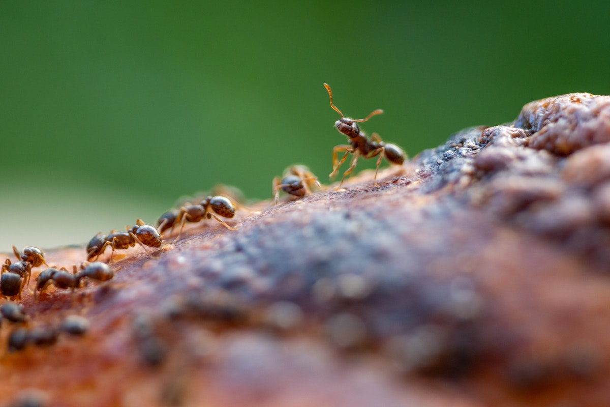 4 truques caseiros para combater as formigas na cozinha; veja