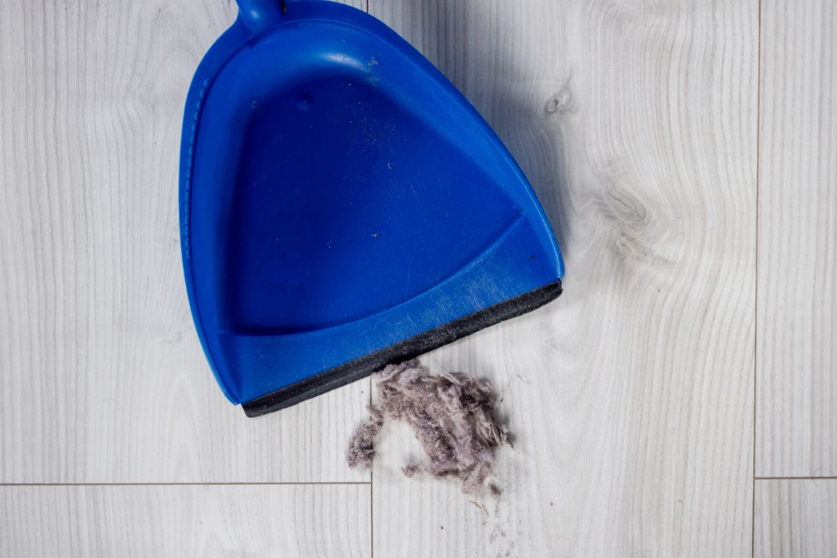 Descubra como limpar e evitar o acúmulo de poeira em casa: evite problemas sérios com truques fáceis - Reprodução Canva