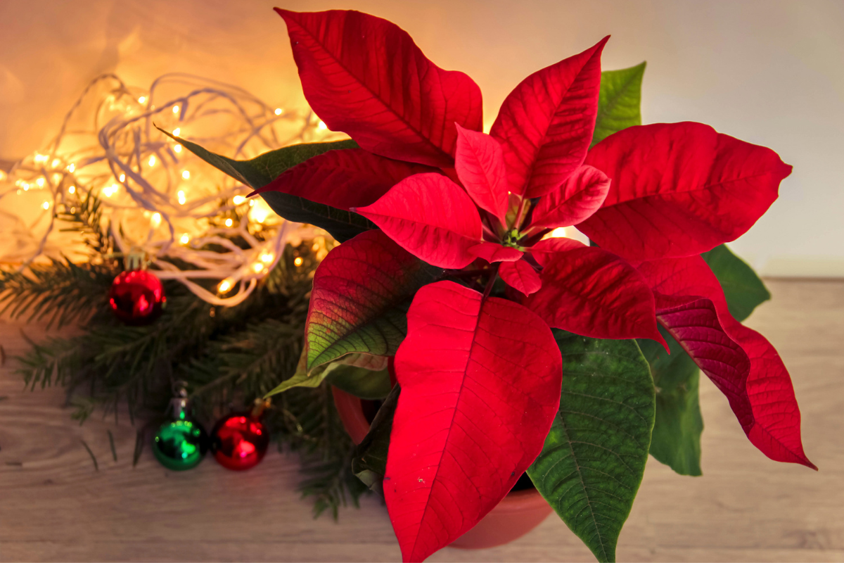 Veja como fazer decoração de Natal com plantas naturais em poucos passos -  Portal Atualizei