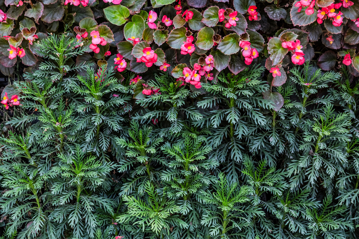 Plantas que podem ser usadas próximo a muros- Foto Canva Pro