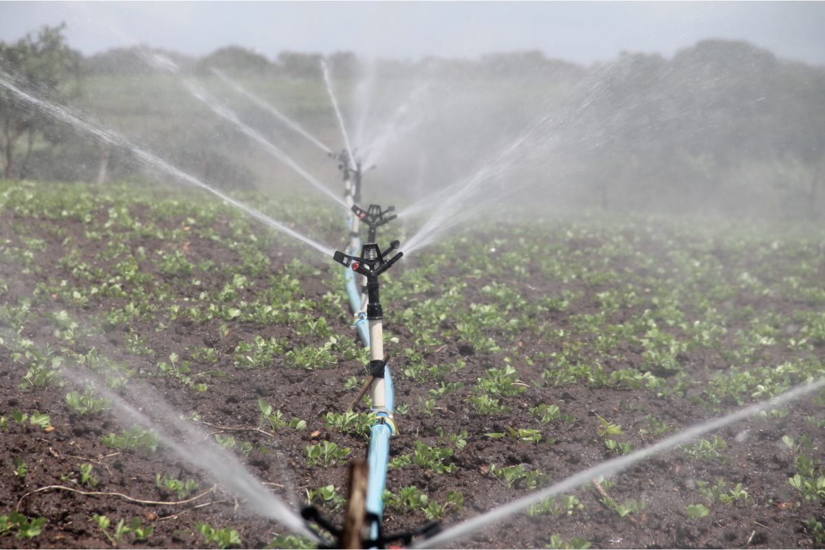 Sistema de irrigação - Fonte Canva.