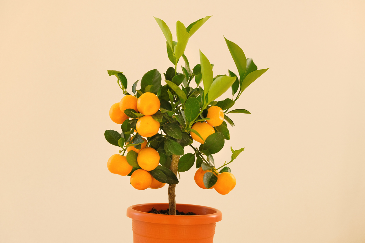 Frutas para cultivar em vasos (Reprodução Canva)