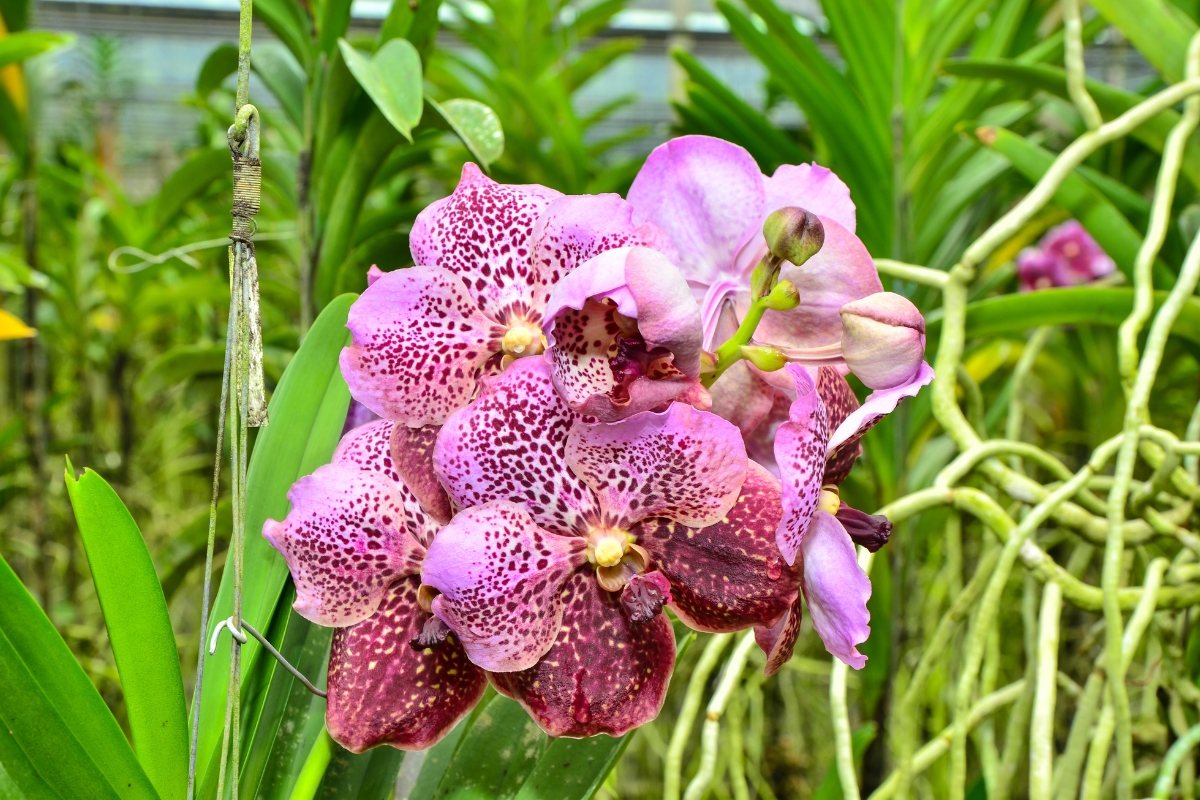 Orquídea vanda (reprodução Canva Pro)