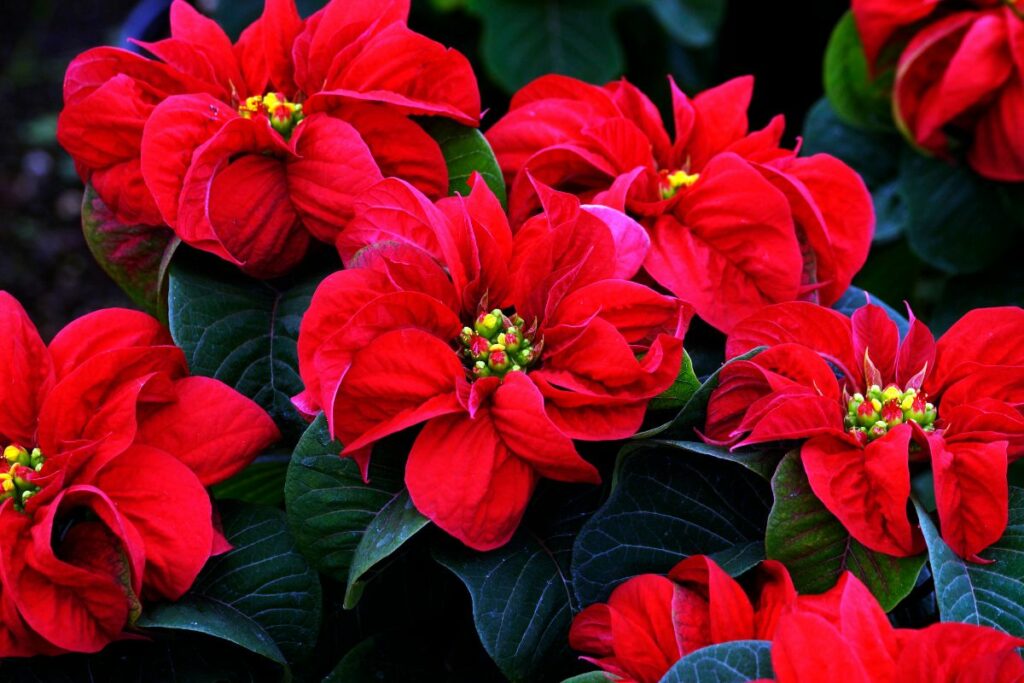 Aprenda a cuidar do bico de papagaio; a planta vermelha perfeita para  embelezar o Natal - Portal Atualizei