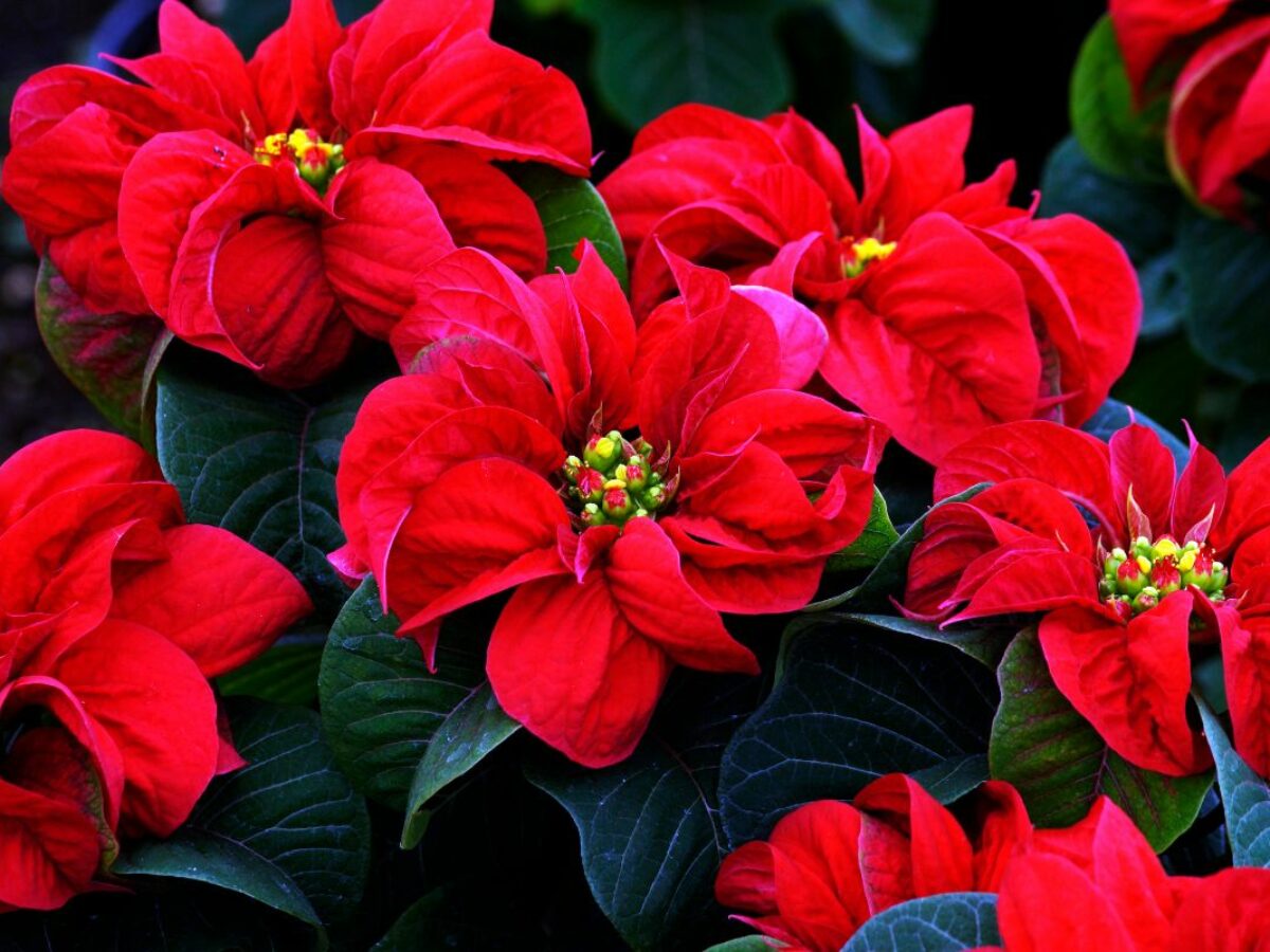 Aprenda a cuidar do bico de papagaio; a planta vermelha perfeita para  embelezar o Natal - Portal Atualizei