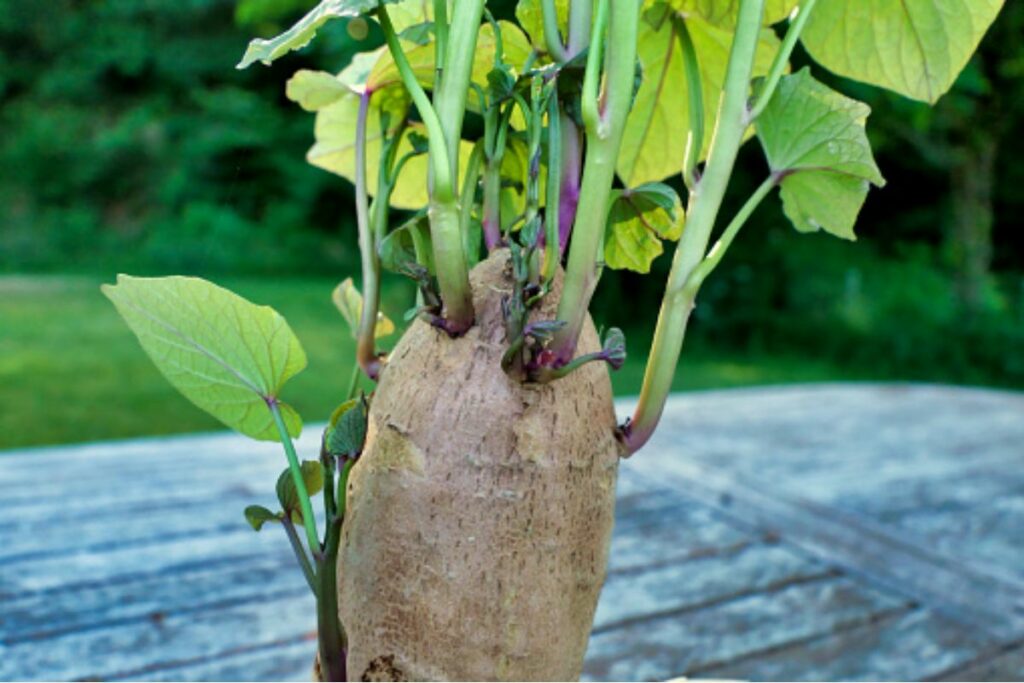 Como cultivar a batata-doce na água? Aprenda um método fácil de ...