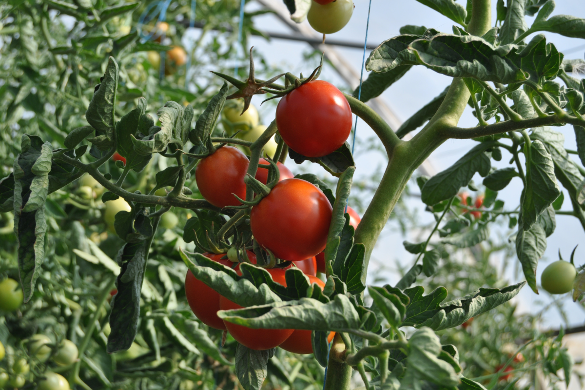Tomateiro (Reprodução Canva Pro) 