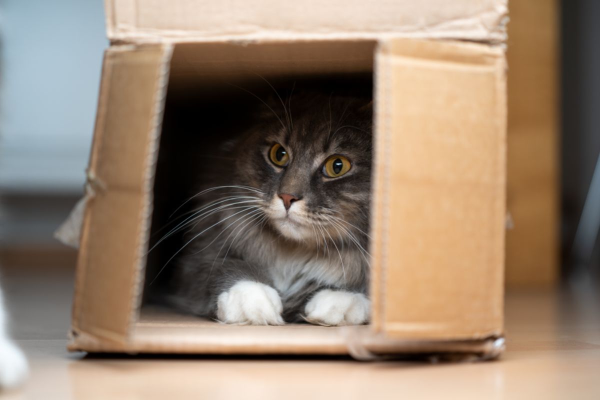 Caixa de areia para gatos com papelão: aprenda agora como fazer em simples passos