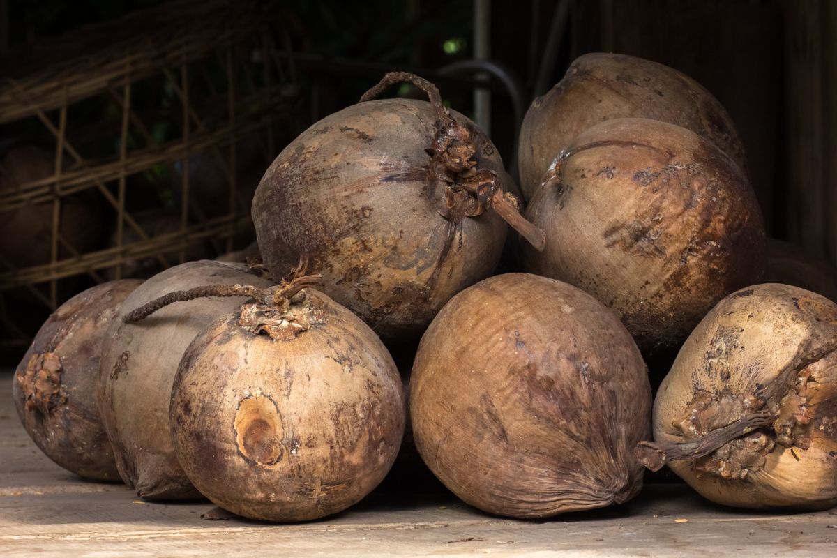 4 truques para abrir coco seco em menos de 1 minuto; veja como - Reprodução Canva