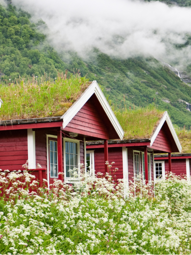 5 plantas ideias para cultivar no telhado