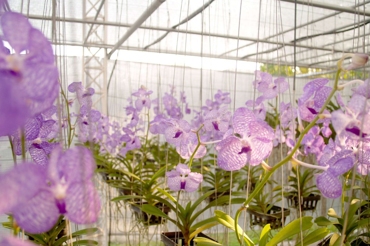 orquídeas (Reprodução Canva Pro)
