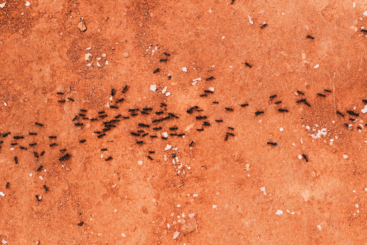 Problemas com formigas pequenas na cozinha? Métodos caseiros para dar um fim nesses insetos sem dor de cabeça