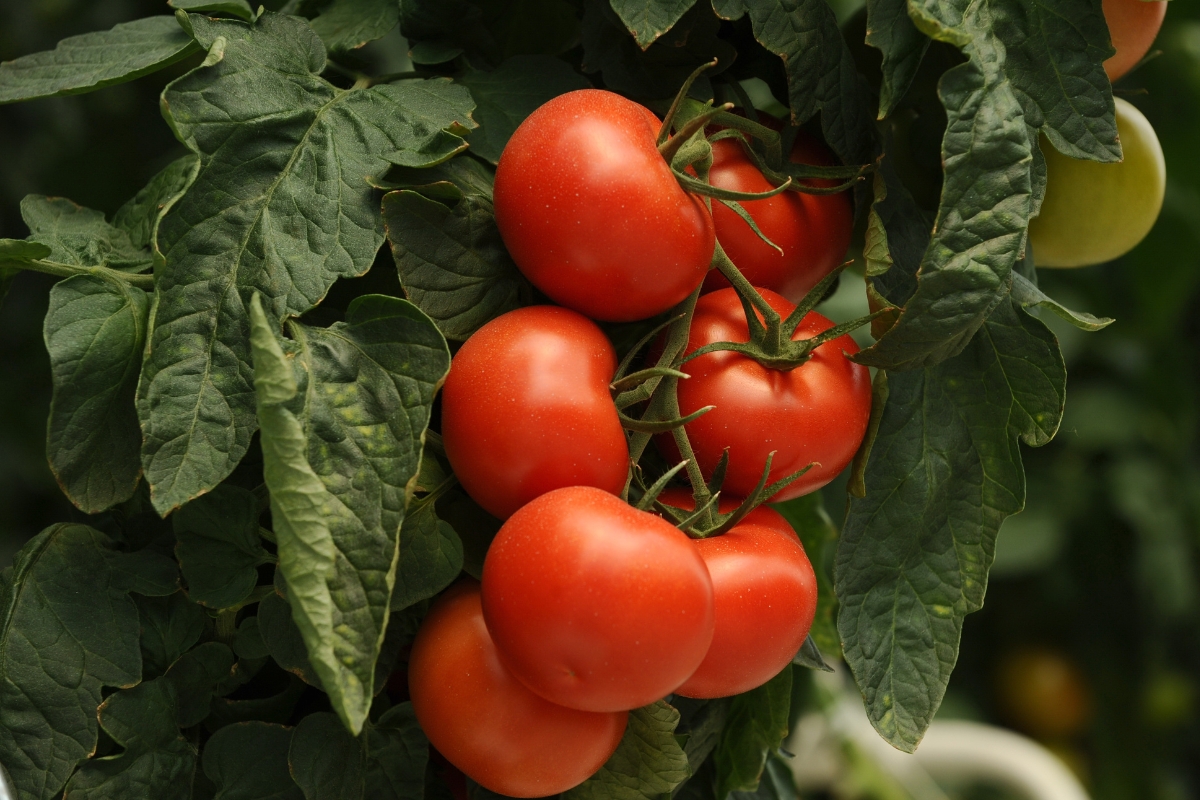 Plantar tomate a partir das rodelas do fruto (reprodução Canva Pro) 