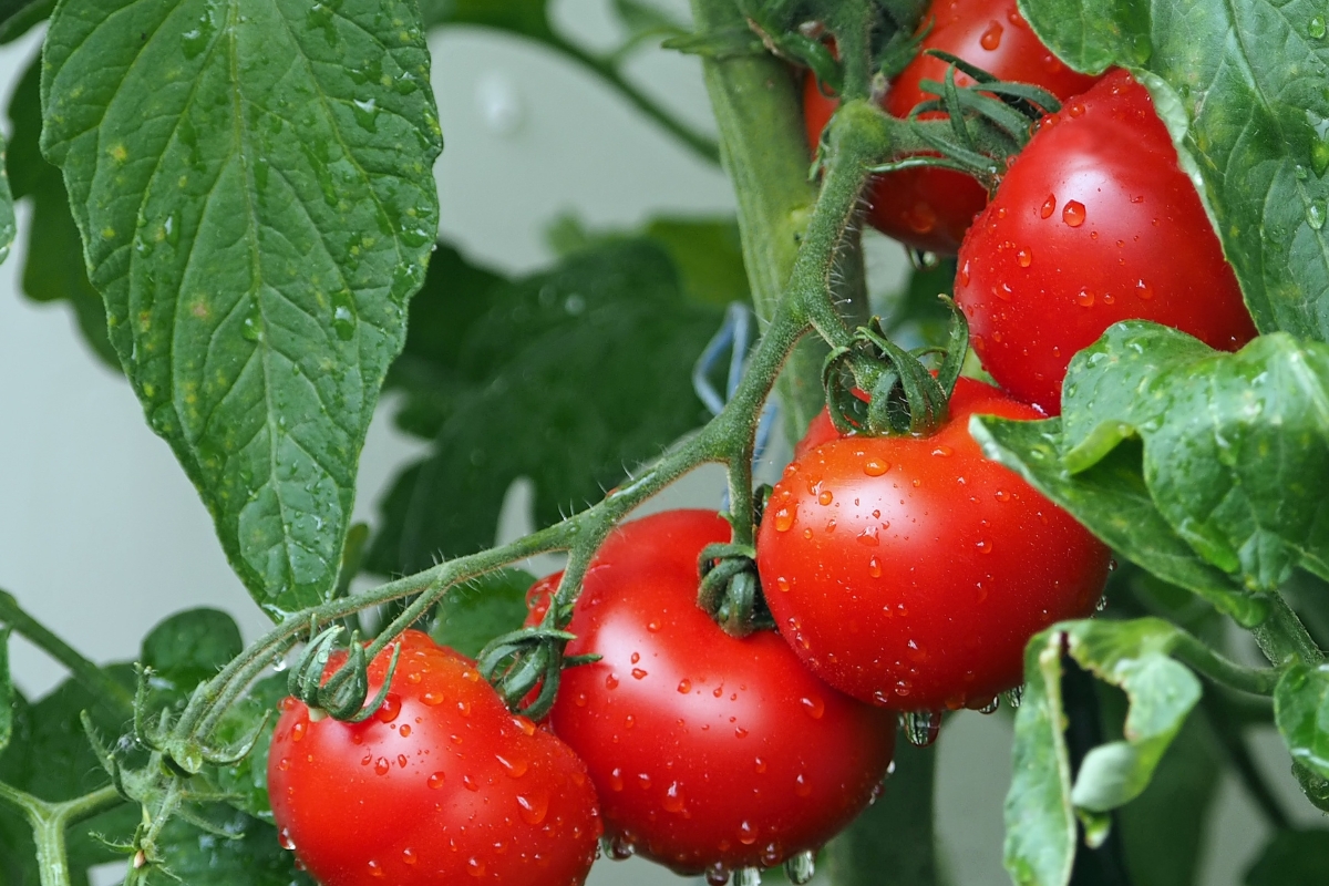 Plantar tomate a partir das rodelas do fruto (reprodução Canva Pro)