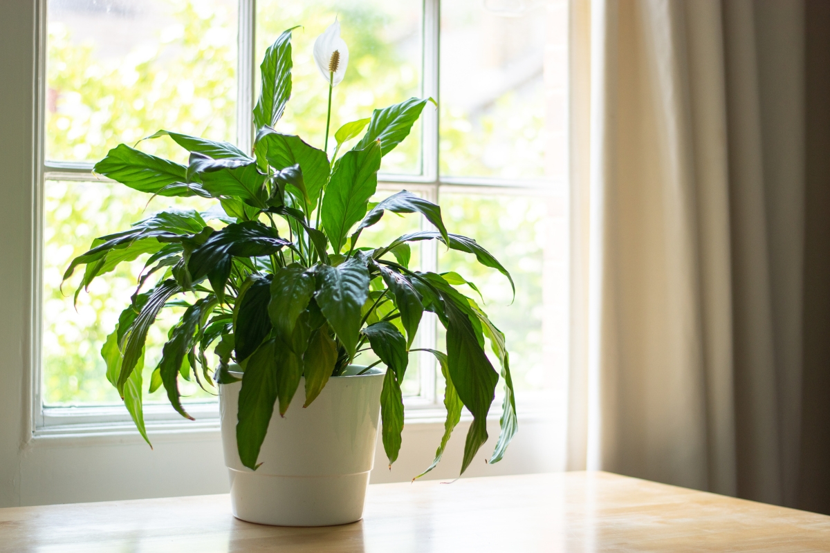 plantas para ambientes internos (reprodução Canva Pro) 