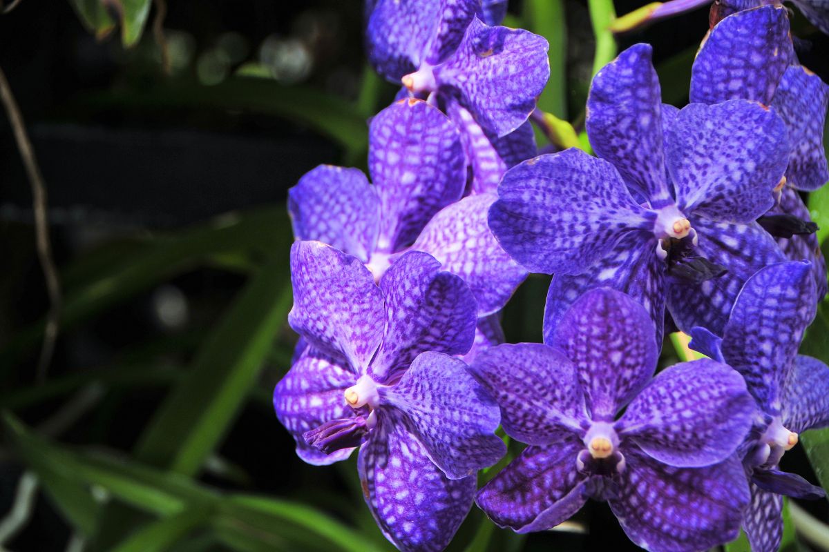 Orquídea Vanda (Reprodução Canva Pro)