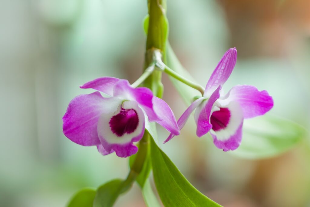 Orquídea dendrobium: descubra como cuidar da famosa orquidácea - Portal  Atualizei