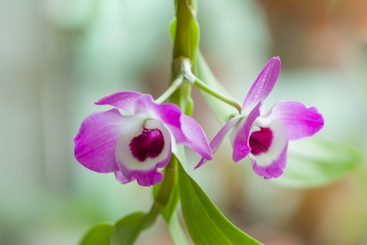 Orquídea dendrobium (reprodução Canva Pro)