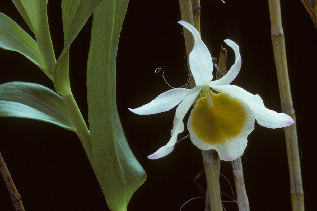 Orquídea dendrobium (reprodução Canva Pro) 