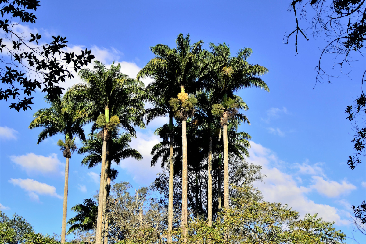 Palmeira imperial (Reprodução: Canva)