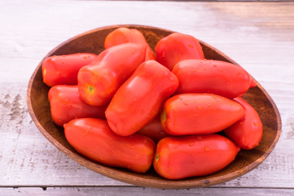 tomate italiano (Reprodução Canva Pro)