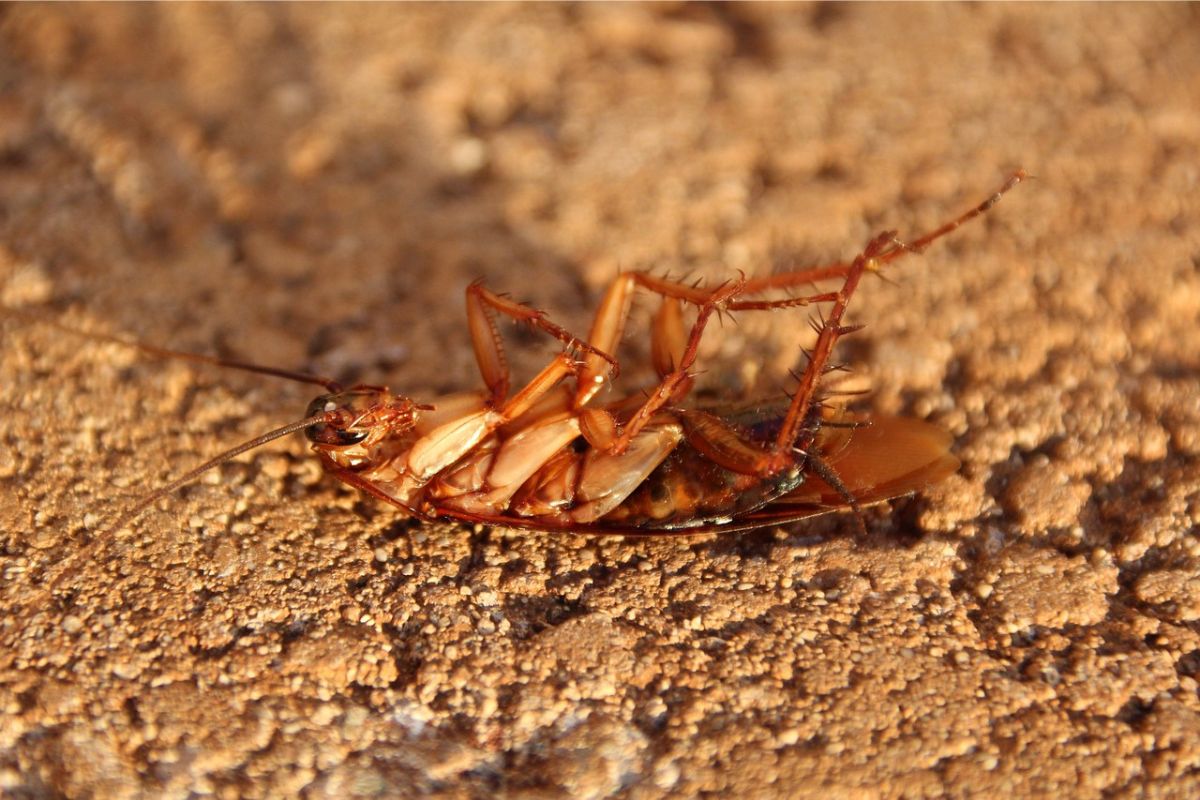 Baratas em casa; saiba como se livrar de uma vez por todas desses insetos. Foto: Pixabay