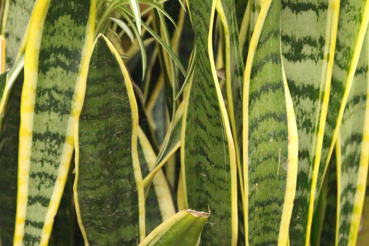 Espada de São Jorge; com essas dicas incríveis, sua planta vai durar mais; confira. Foto: Divulgação