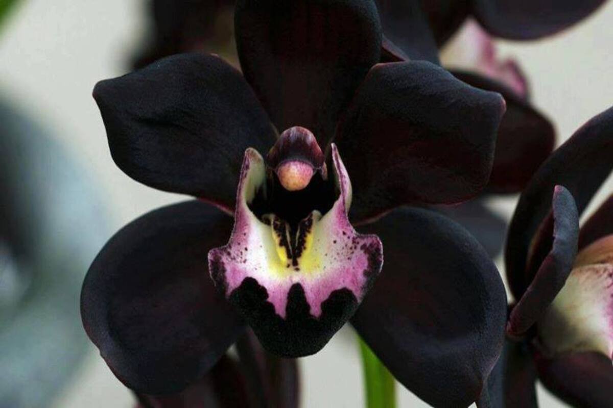 Orquídea negra - Foto: Flickr