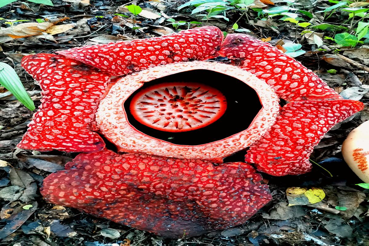 Rafflesia arnoldii - Foto: Pexels