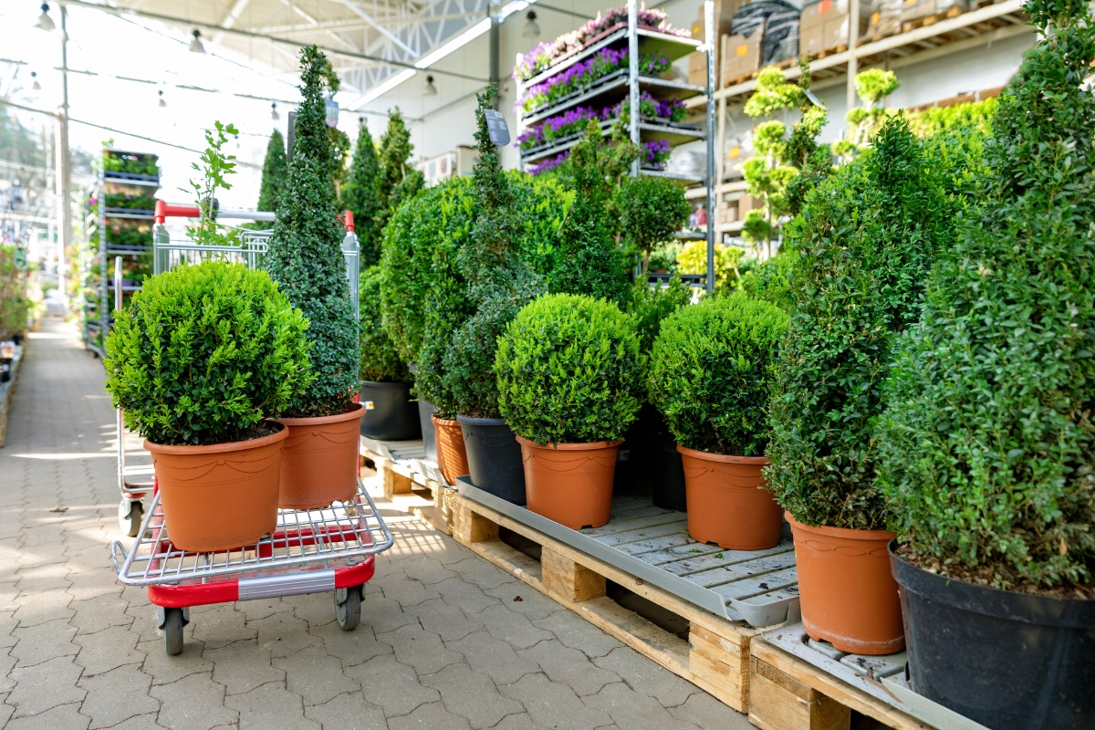 Desvendando os segredos de comprar plantas: descubra as melhores dicas para encontrar as espécies perfeitas