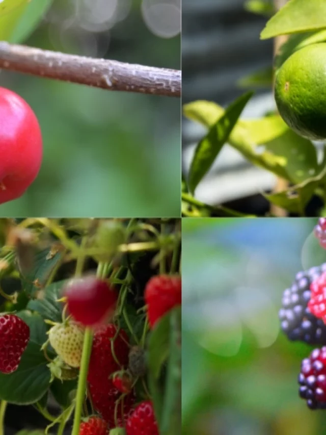 5 árvores frutíferas para cultivar no quintal; confira