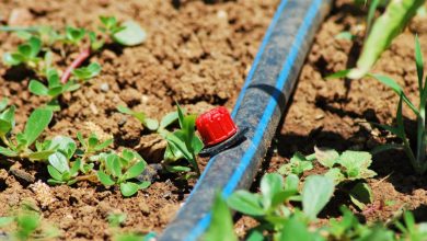 Economize água: truques caseiros para uma irrigação eficiente do jardim