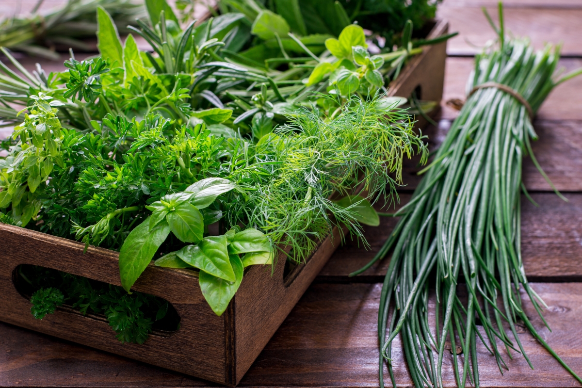 Chega de comprar ervas no supermercado: aprenda a cultivar cheiro-verde na cozinha com dicas caseiras