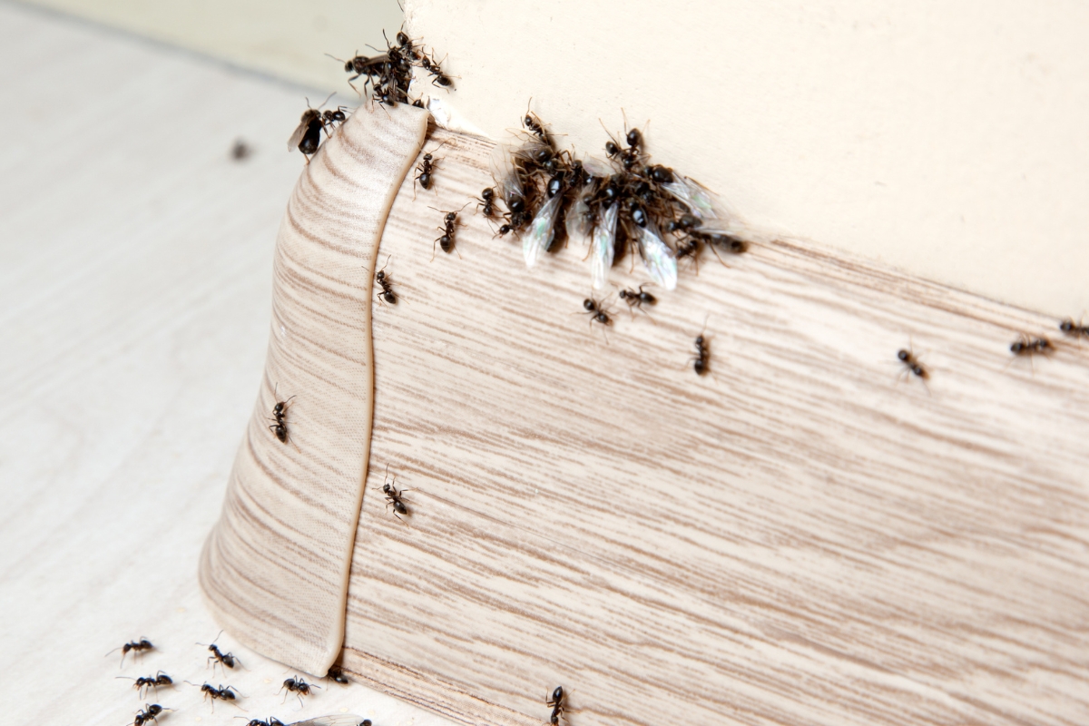 Truques Caseiros para Ter Como Eliminar Formigas: Diga Adeus a Essas Pragas sem Químicos