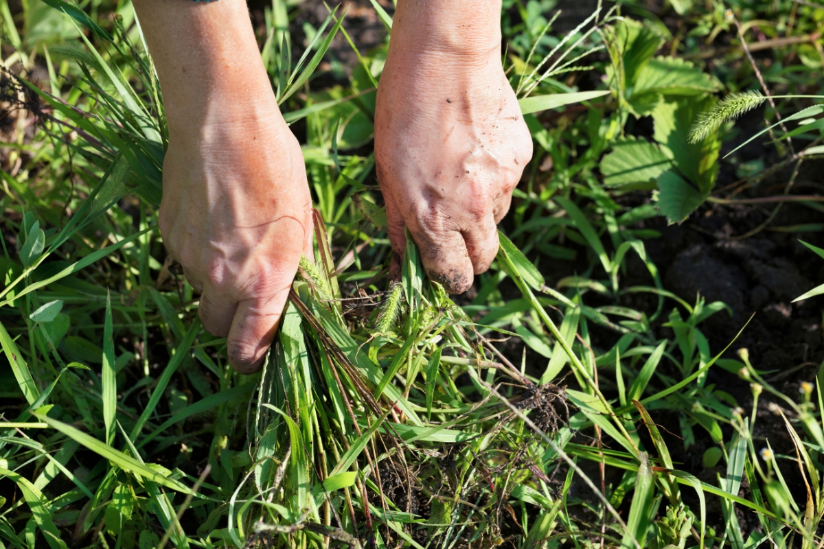 Desvende o segredo: técnicas caseiras para eliminar as ervas daninhas e manter sua horta ou jardim impecável